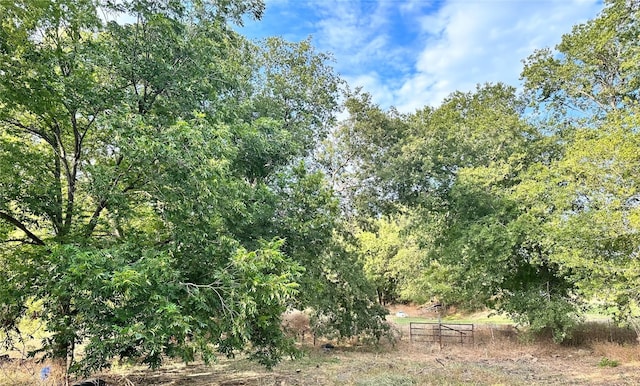 view of local wilderness