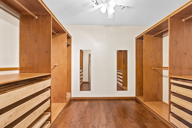 walk in closet featuring ceiling fan and dark hardwood / wood-style floors