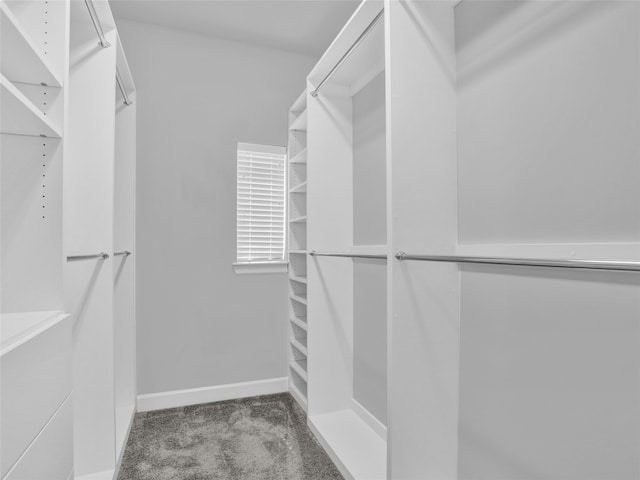 walk in closet featuring carpet flooring