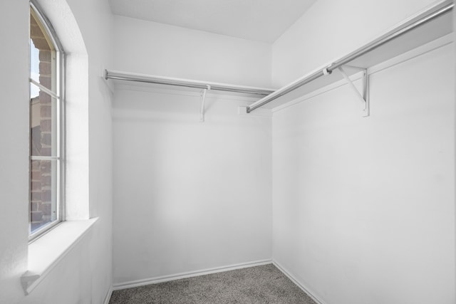 spacious closet featuring carpet flooring