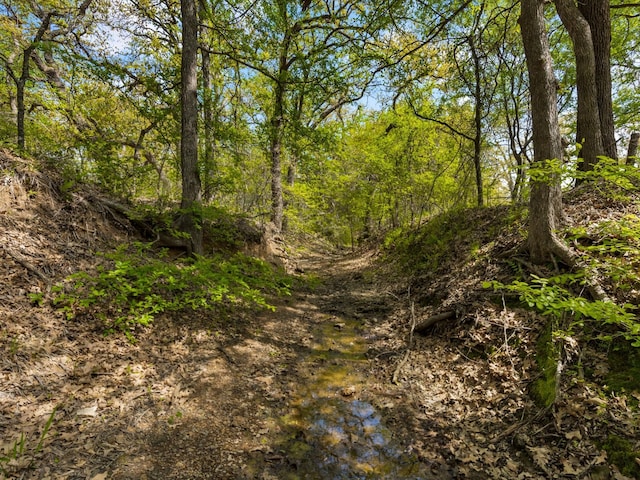 view of local wilderness