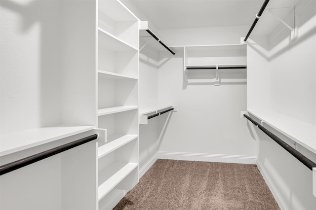 walk in closet featuring carpet flooring