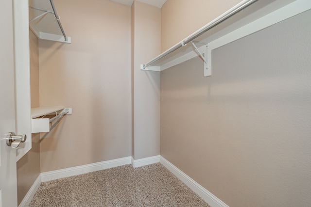 walk in closet with carpet floors