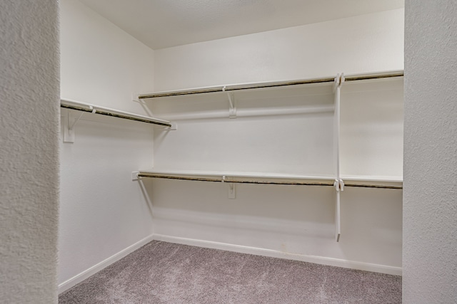 walk in closet with carpet flooring