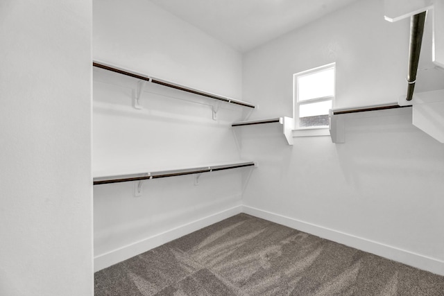 walk in closet with carpet flooring