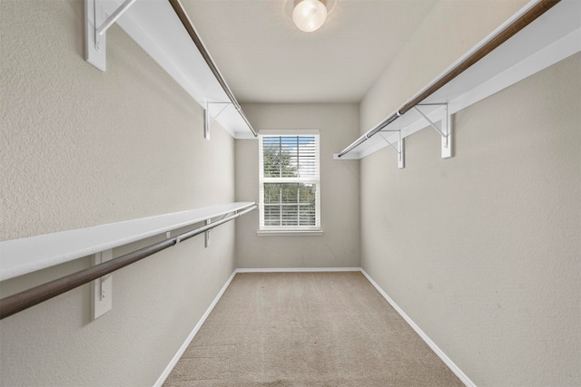 walk in closet featuring carpet floors