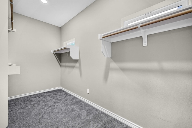 walk in closet with carpet flooring