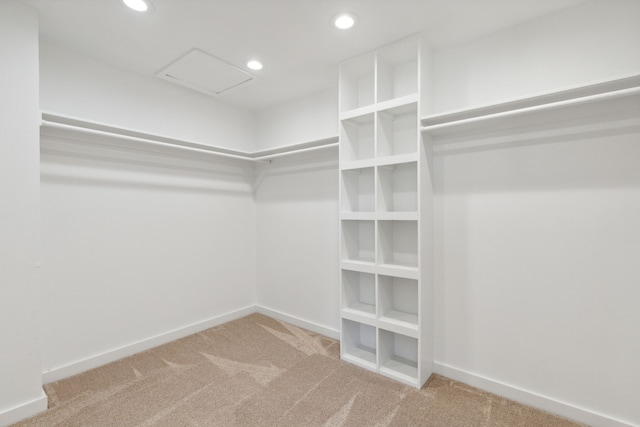 spacious closet featuring carpet