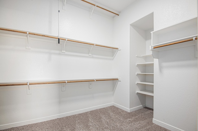 walk in closet featuring carpet floors