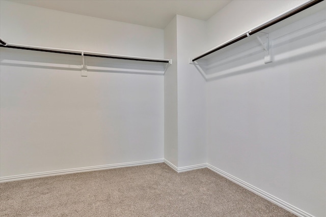 spacious closet featuring carpet