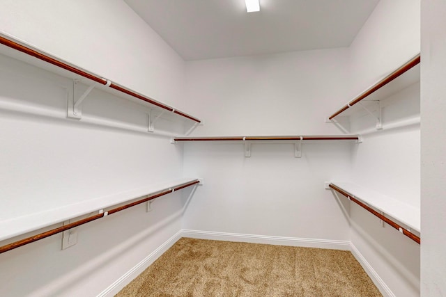 walk in closet with carpet floors