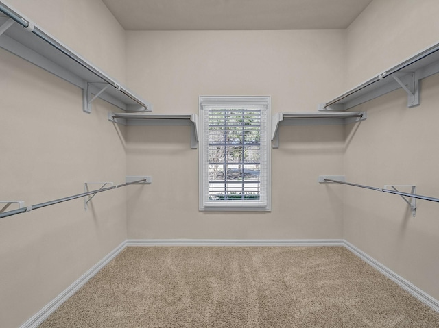 spacious closet featuring carpet