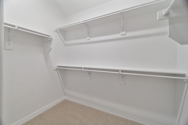 spacious closet featuring carpet flooring