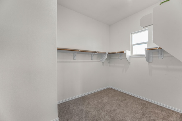 spacious closet featuring carpet flooring