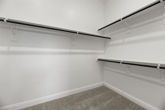 spacious closet featuring carpet floors