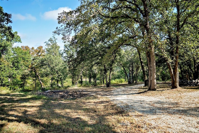 7226 County Road 1504, Athens, TX 75751 - view of local wilderness