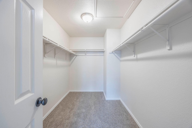 walk in closet featuring carpet floors