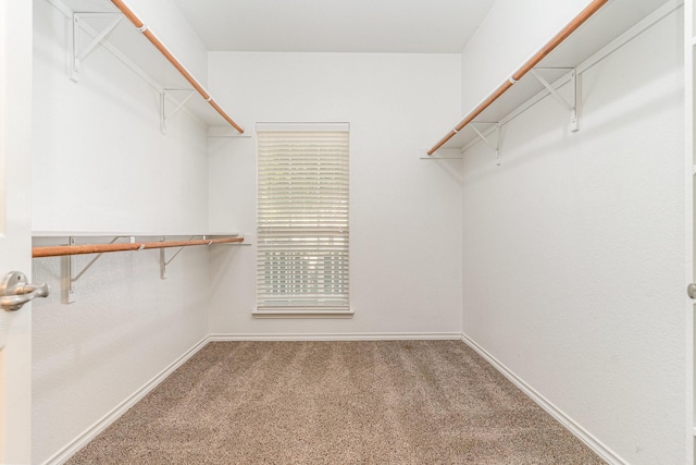 spacious closet featuring carpet floors