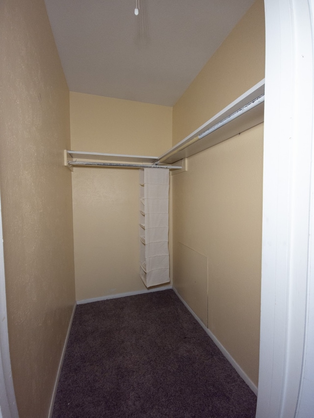 walk in closet with carpet flooring