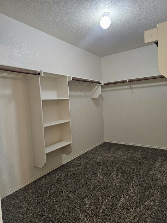 spacious closet featuring carpet