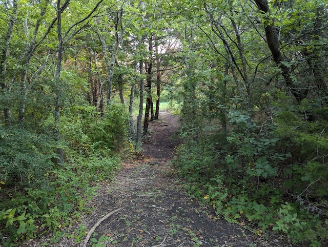 view of local wilderness