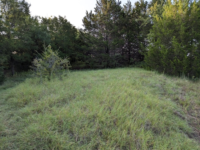 view of local wilderness