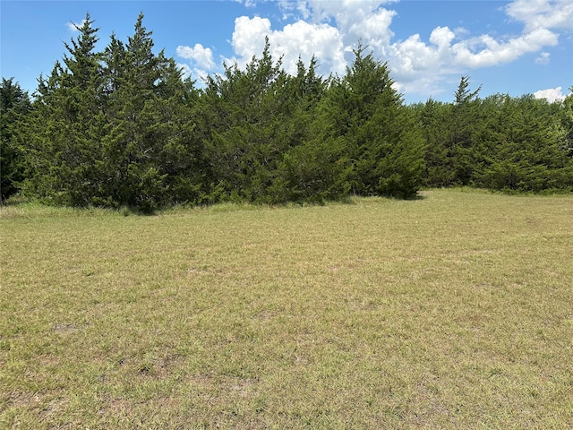 view of local wilderness