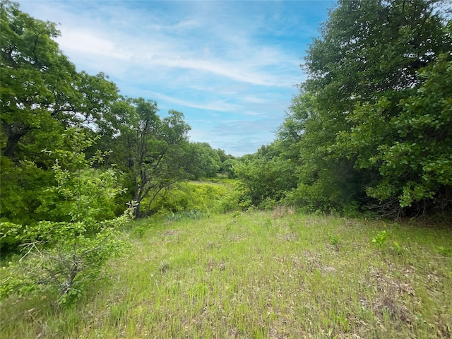 view of local wilderness