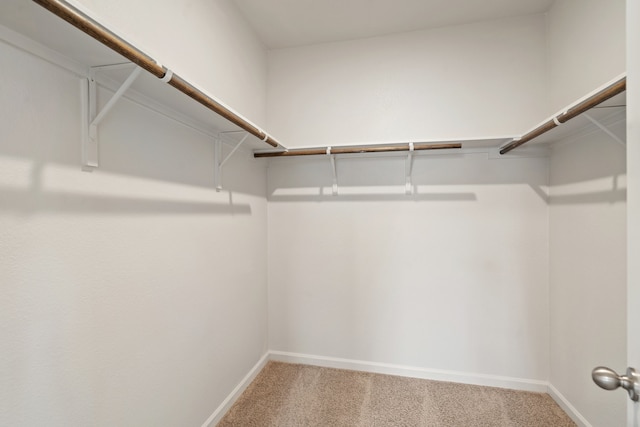 spacious closet featuring carpet floors