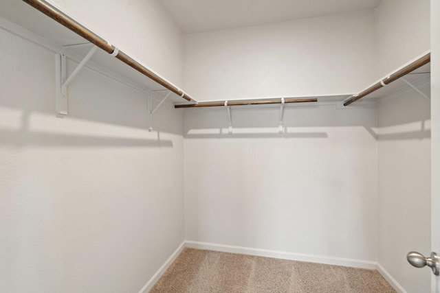 walk in closet with carpet floors