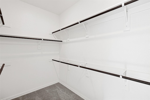 spacious closet featuring carpet flooring