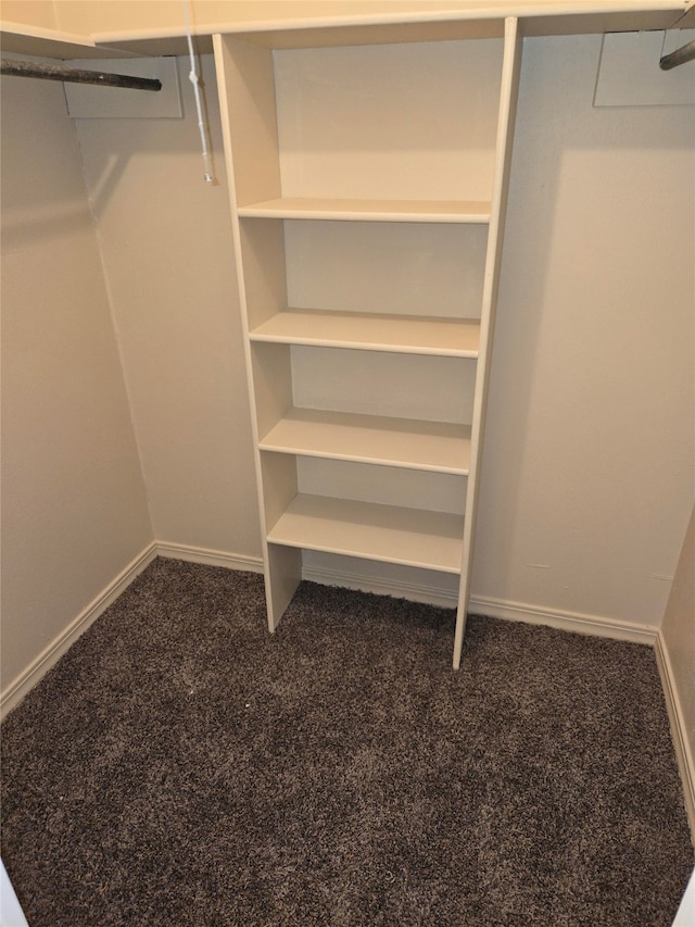 spacious closet featuring carpet