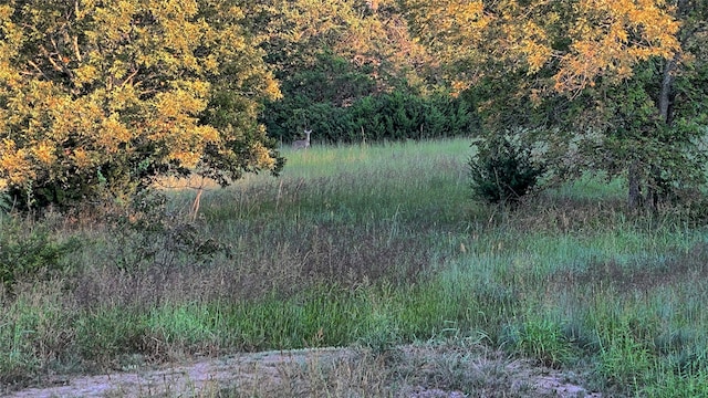 view of local wilderness