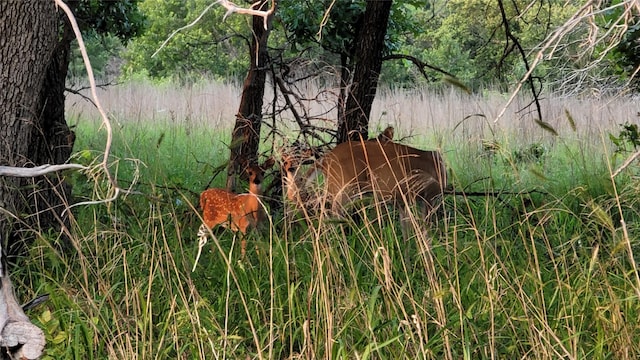 view of nature