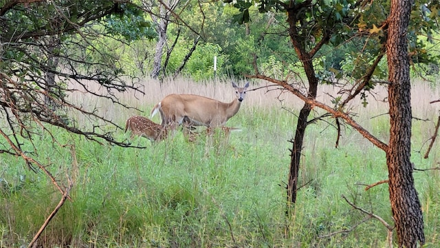 view of local wilderness