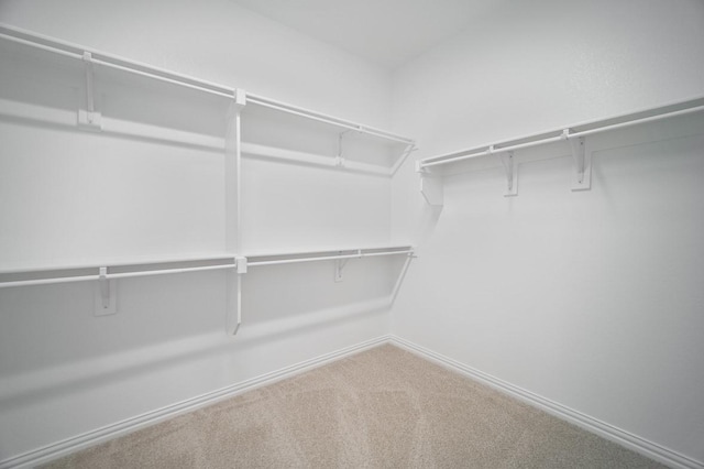 walk in closet with carpet floors