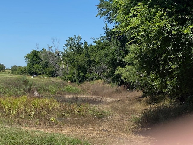 view of local wilderness