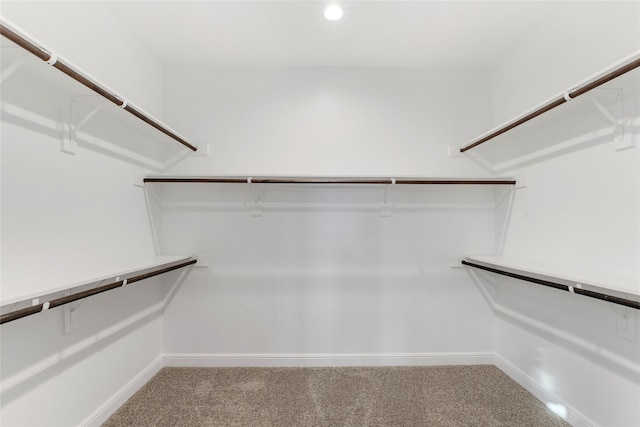 spacious closet featuring carpet