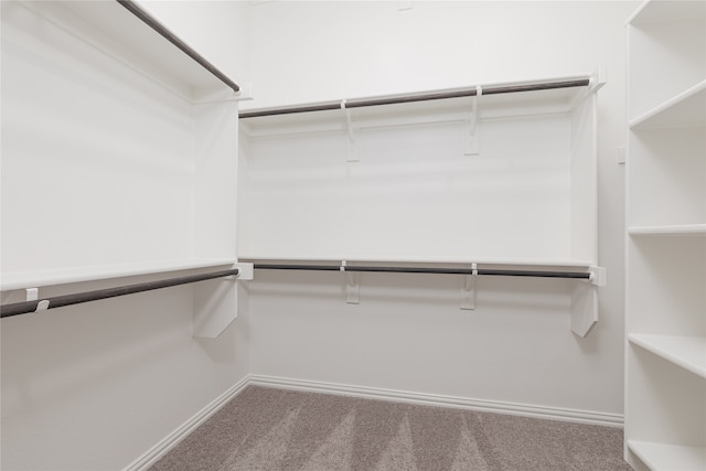 walk in closet with carpet floors