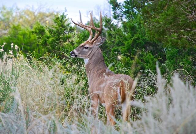 LOT1018 Turtle Dove Ln, Possum Kingdom Lake, TX 76449