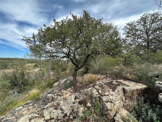 view of local wilderness