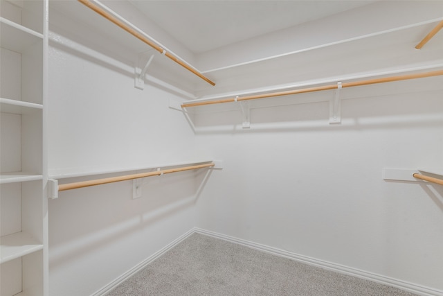 walk in closet with carpet flooring