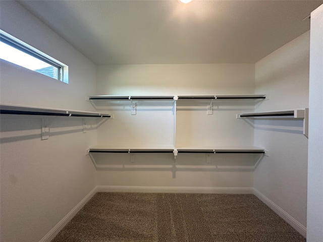 walk in closet featuring carpet floors