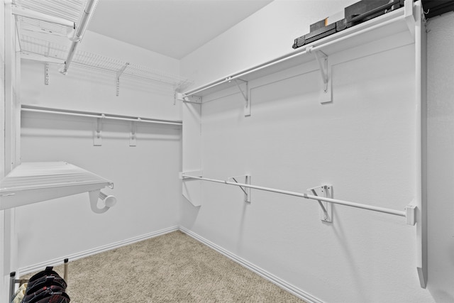 spacious closet featuring carpet flooring