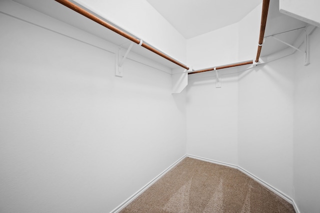 spacious closet featuring carpet