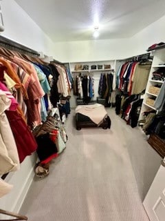 walk in closet with carpet flooring