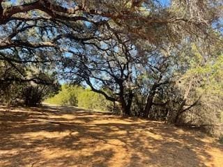 view of local wilderness