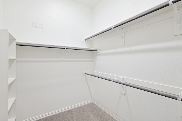 spacious closet featuring carpet flooring