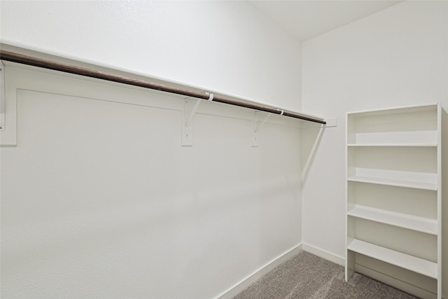 walk in closet with carpet flooring