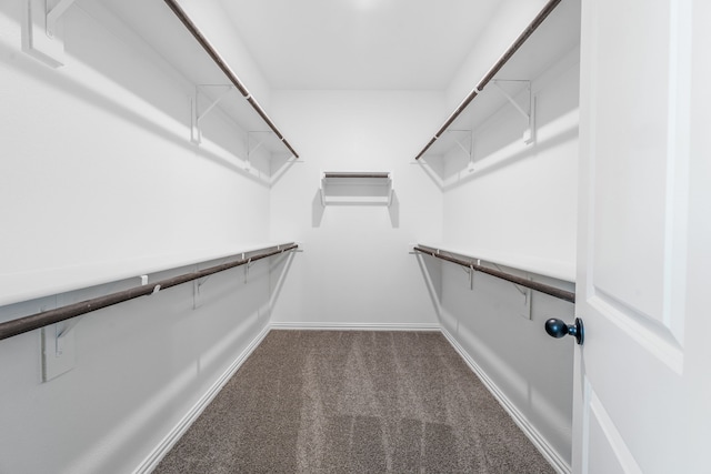 walk in closet featuring carpet flooring